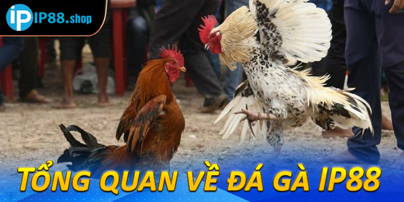 Tổng quan về đá gà IP88 