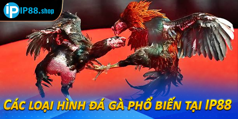 Các loại hình đá gà phổ biến tại IP88 
