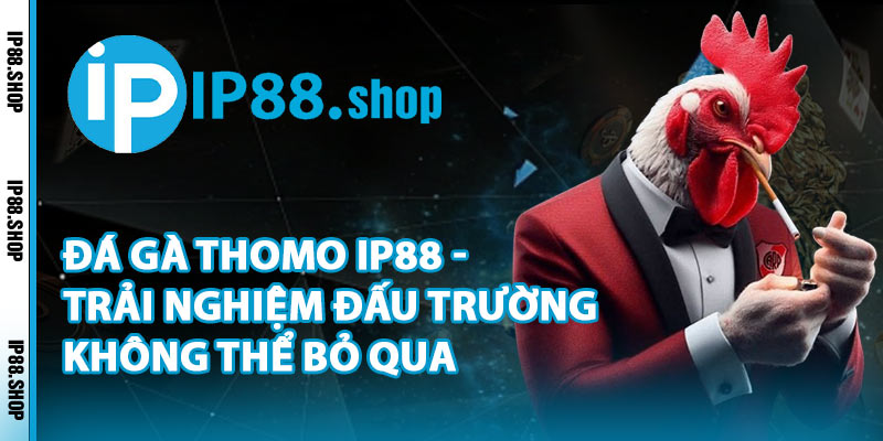 Đá Gà Thomo IP88 - Trải Nghiệm Đấu Trường Không Thể Bỏ Qua