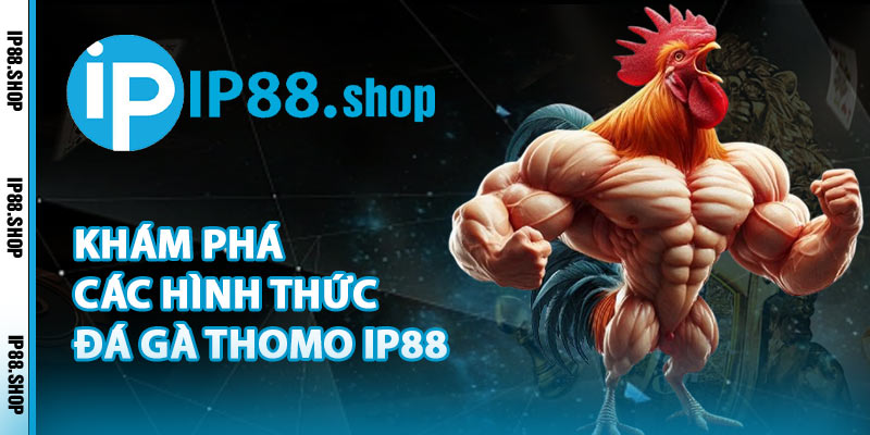 Khám Phá Các Hình Thức Đá Gà Thomo IP88